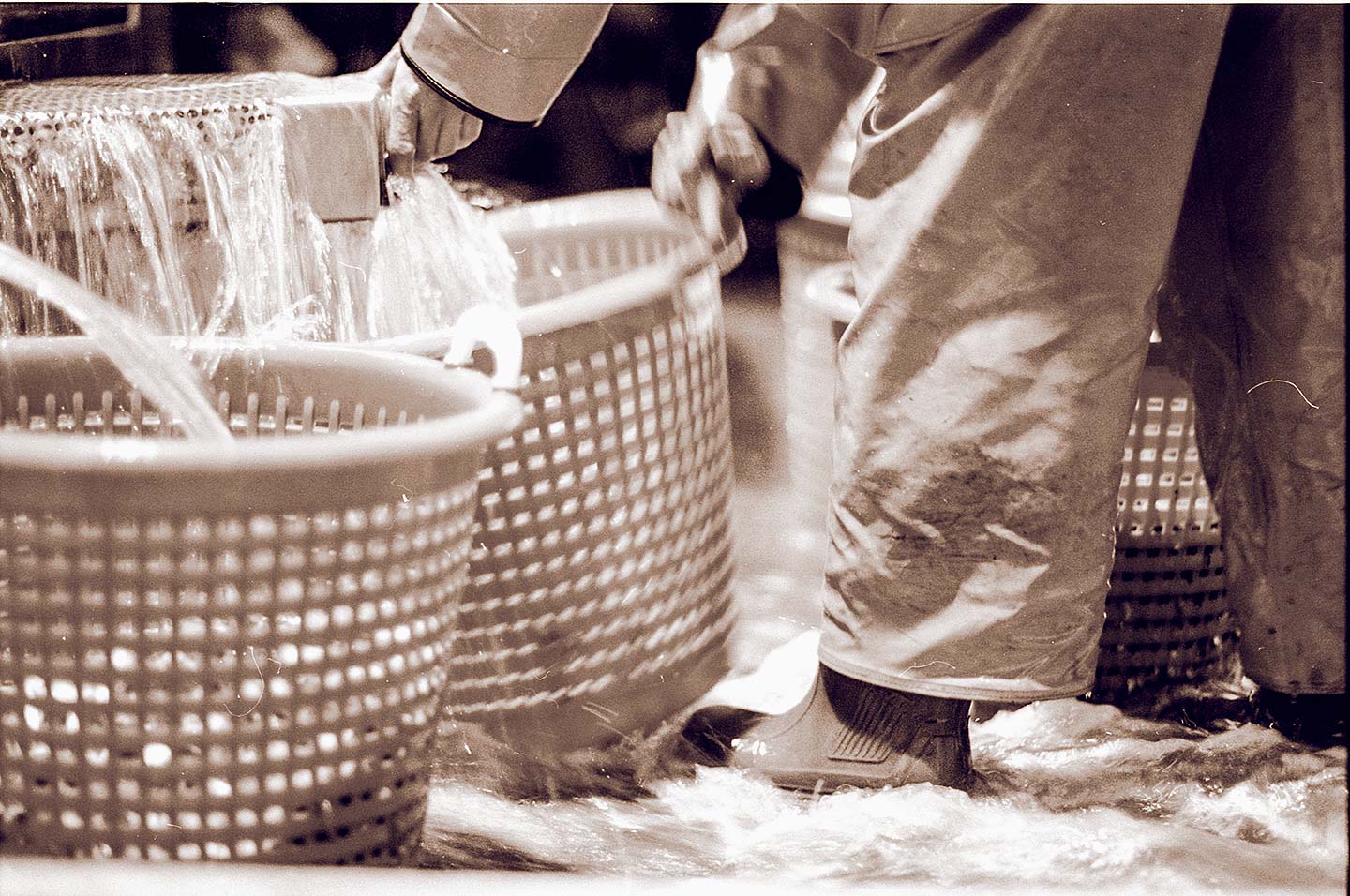 13_krabben_oliver-poppke